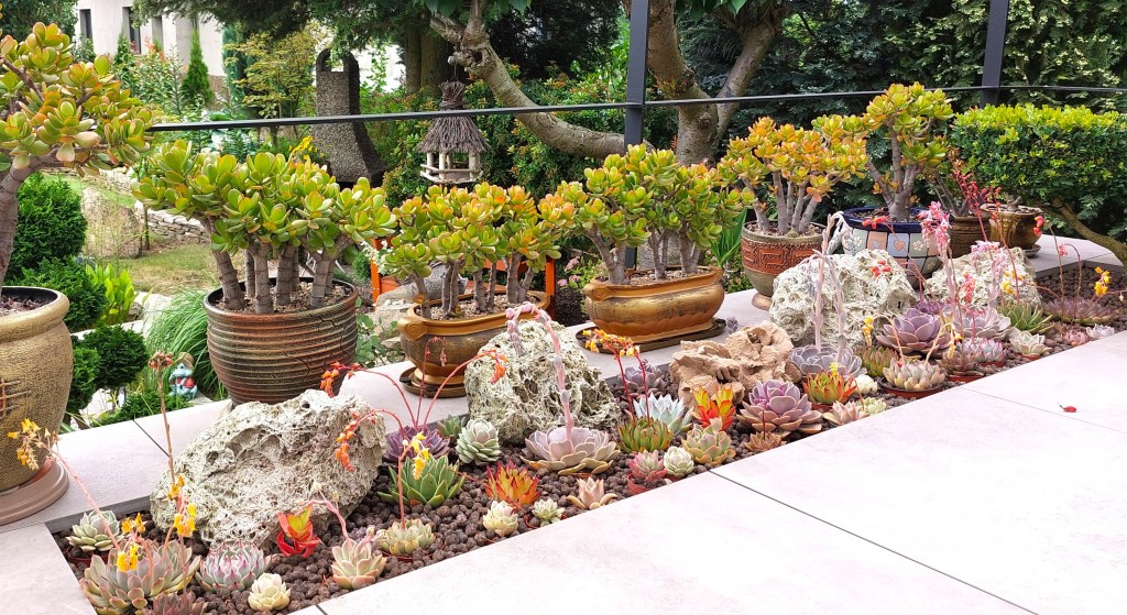 Eszewerie  – kamienne róże – gatunki i&nbsp;uprawa.