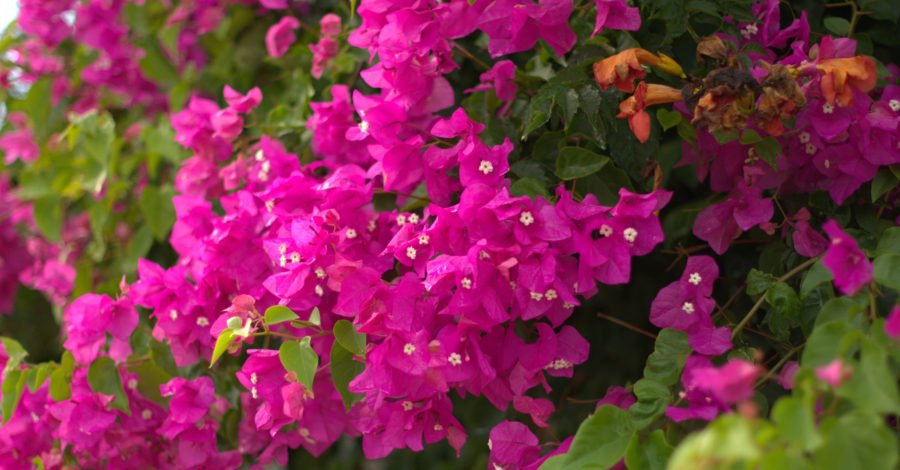 Bugenwilla (kącicierń) – uprawa i&nbsp;pielęgnacja.