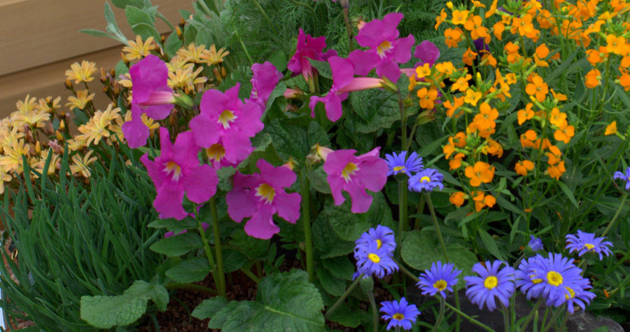 Inkarwilla – uprawa i&nbsp;pielęgnacja