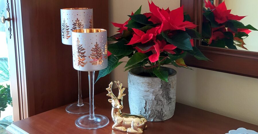 Poinsecja – (gwiazda betlejemska) wymagania i&nbsp;uprawa.