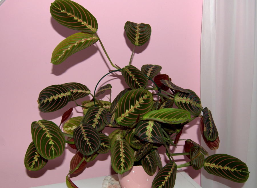 Maranta – pielęgnacja, uprawa i&nbsp;nawożenie.