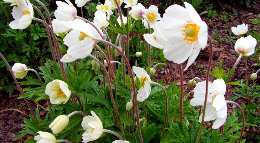 Zawilec (Anemone) – rodzaj roślin z rodziny&nbsp;jaskrowatych