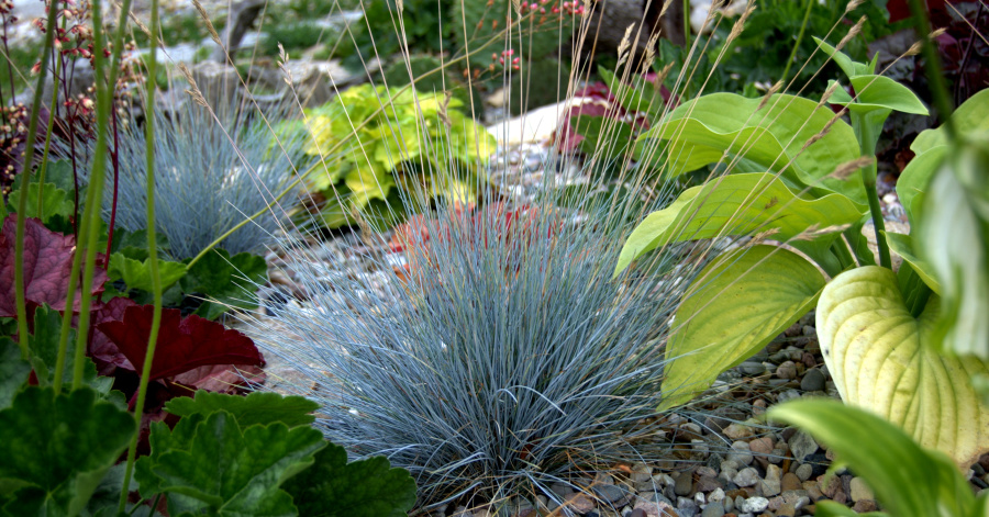Kostrzewa sina (Festucea glauca) –&nbsp;zastosowanie