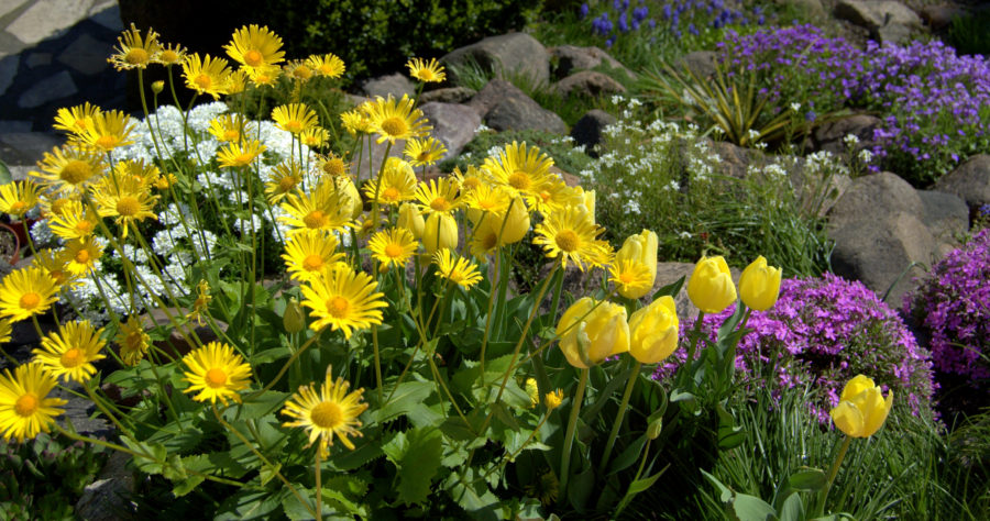 Omieg w kompozycji z roślinami cebulowymi&nbsp;i…