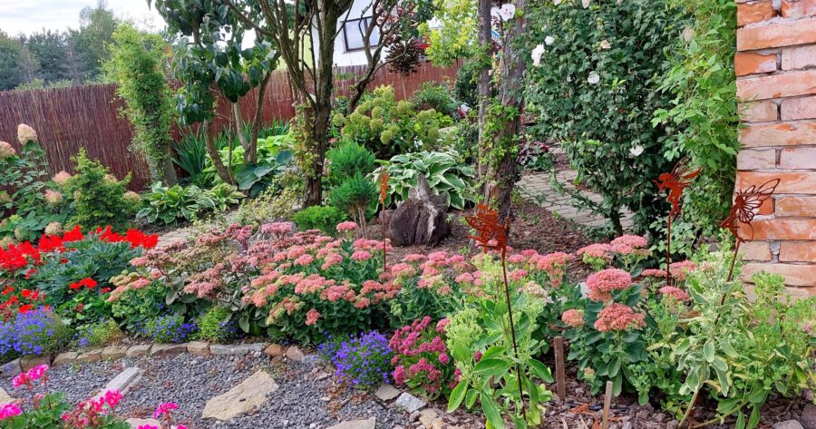 Rozchodnik okazały   –  uprawa i&nbsp;zastosowanie.