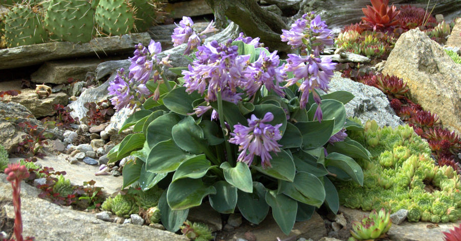 Hosta  – rodzaje i&nbsp;zastosowanie