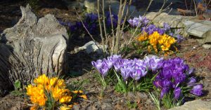Krokusy