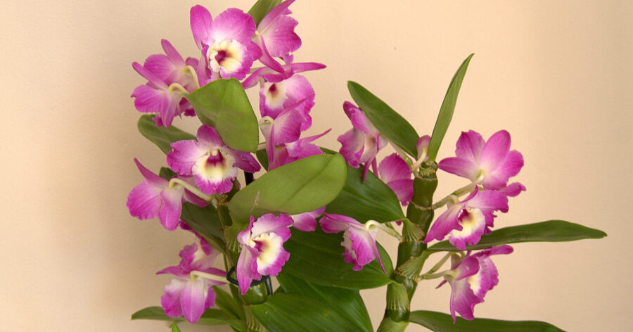 Storczyk Dendrobium – wymagania,  pielęgnacja i&nbsp;rozmnażanie.