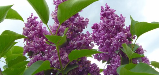 Lilaki pospolite (bzy) – odmiany, uprawa i pielęgnacja