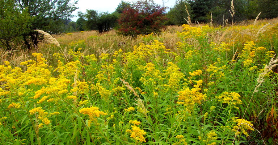Nawłoć – roślina wieloletnia  z rodziny&nbsp;astrowatych