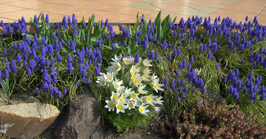 Szafirki – rodzaj roślin z rodziny&nbsp;szparagowatych