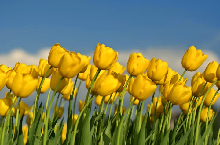 Tulipany – uprawa, pielęgnacja i rozmnażanie