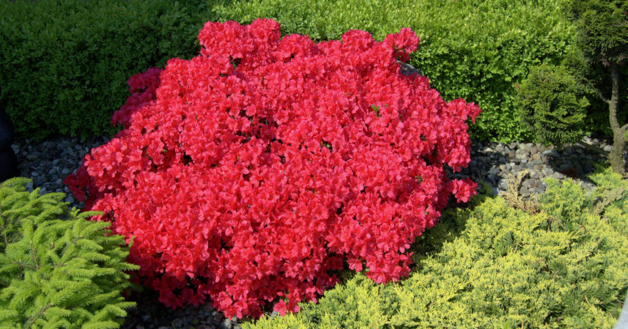 Azalie japońskie (rododendrony) –  warunki glebowe i&nbsp;nawożenie