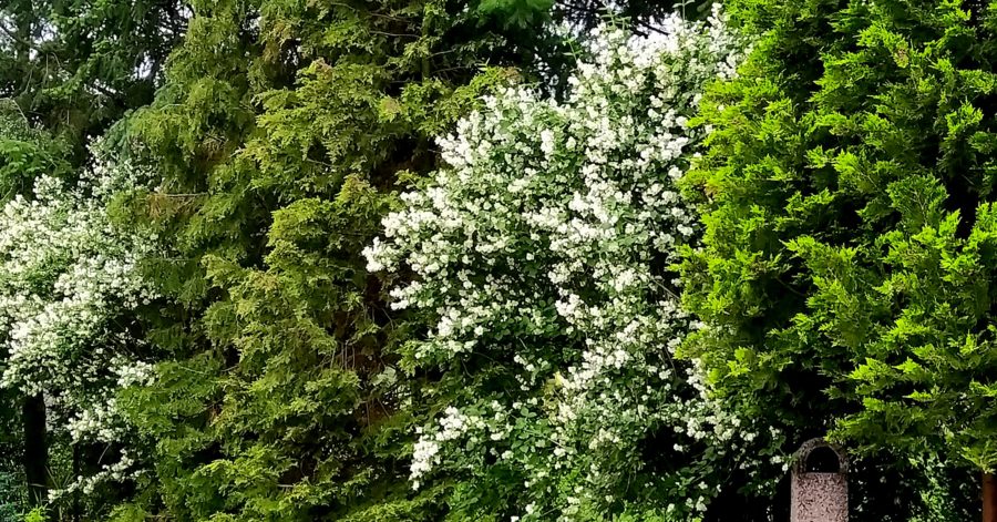 Jaśminowce – uprawa i&nbsp;pielęgnacja.