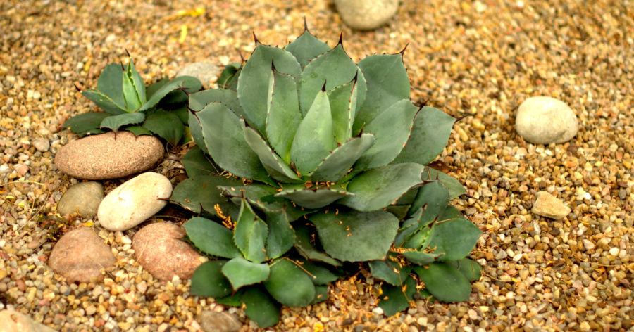 Agawa – uprawa i&nbsp;pielęgnacja.