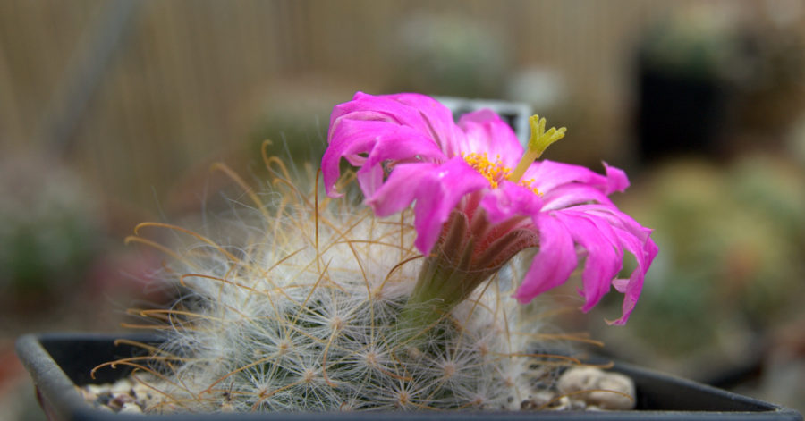 Mammilarie  – warunki uprawy i&nbsp;pielęgnacja.