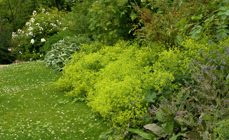 Kompozycje wysokie – odpowiedni dobór&nbsp;roślin.