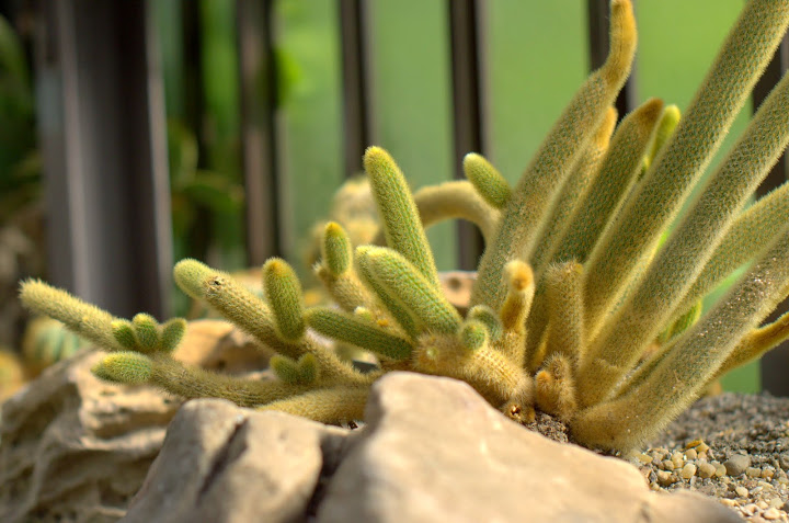 Kaktusy  i inne sukulenty – uprawa i&nbsp;pielęgnacja