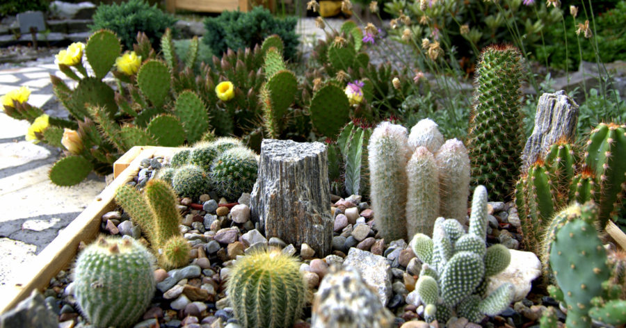 Komponowanie  kaktusów i sukulentów w&nbsp;pojemnikach.