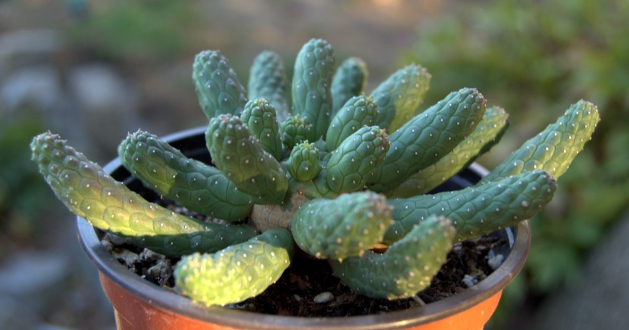 Wilczomlecz (Euphorbia) – gatunki oraz&nbsp;wymagania.