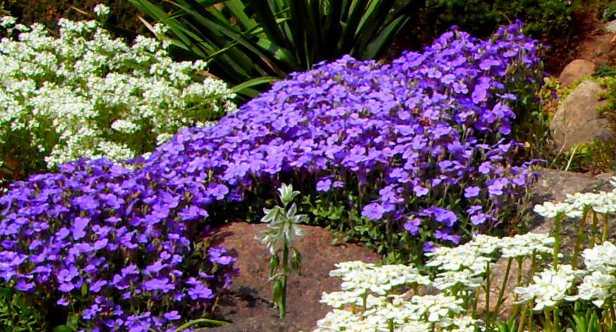 Żagwin (Aubrietia )