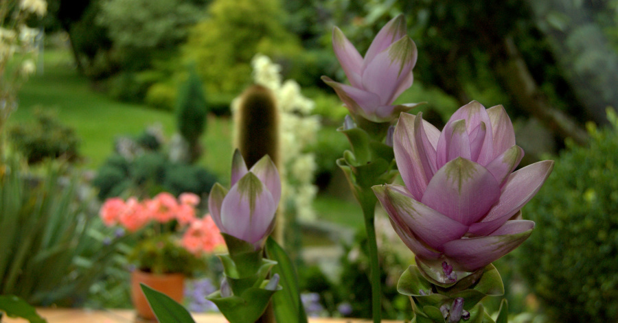 Kurkuma (ostryż)–  bylina z rodziny imbirowatych – właściwości&nbsp;lecznicze.