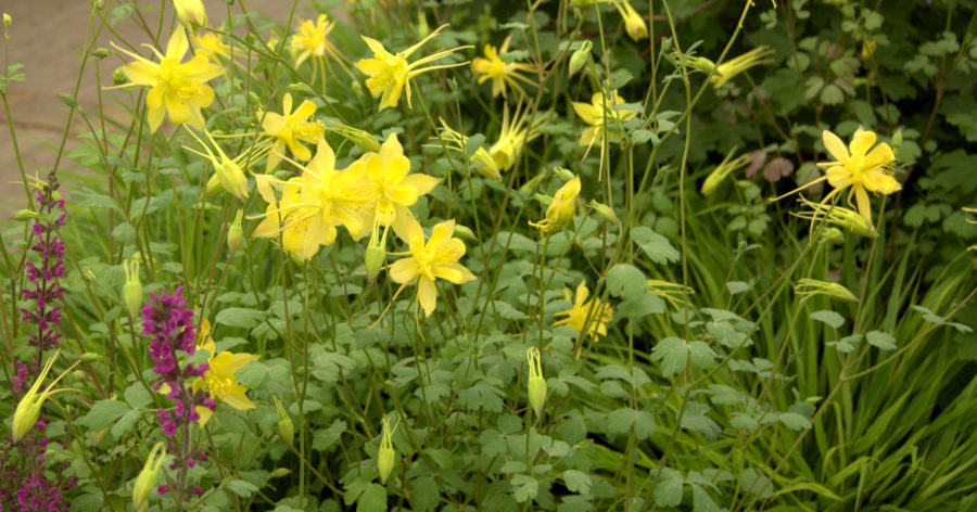 Orliki – byliny z rodziny&nbsp;jaskrowatych