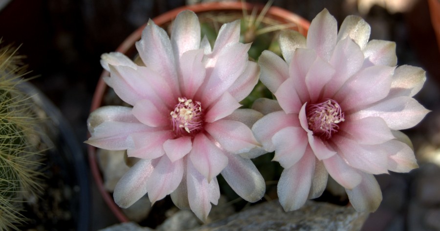 Gymnocalycium –  uprawa, pielęgnacja,&nbsp;wymagania