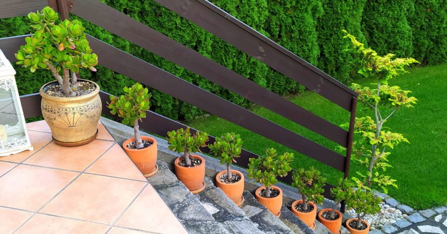 Grubosz jajowaty (Crassula ovata) – drzewko&nbsp;szczęścia.