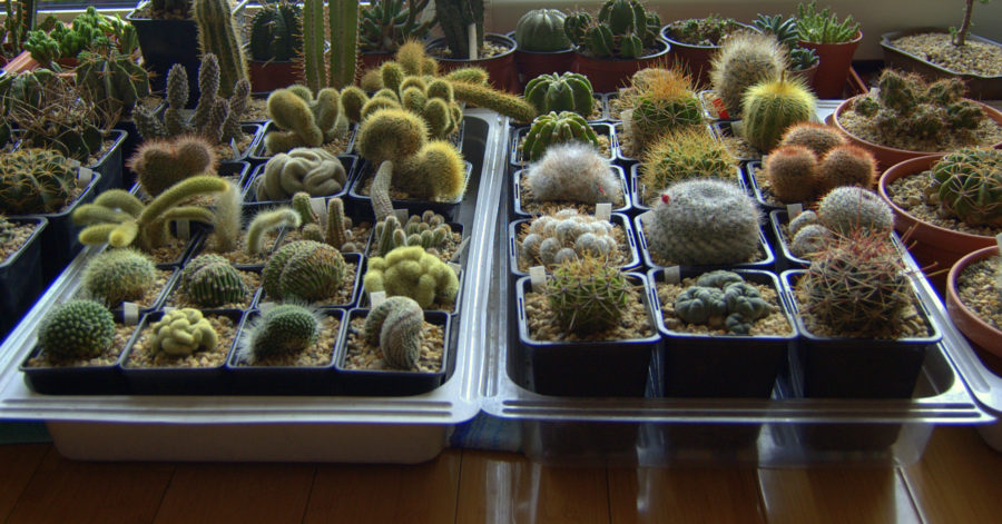 Podlewanie  kaktusów – jak i kiedy&nbsp;podlewać?