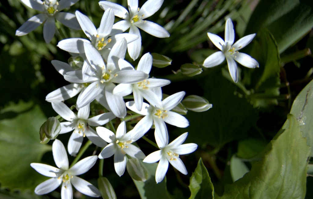 Śniedek baldaszkowaty