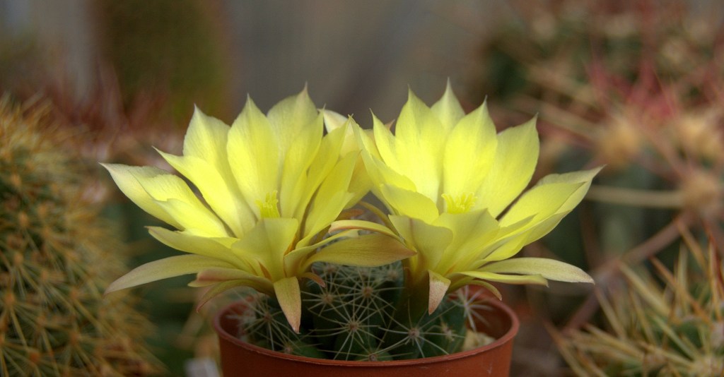 Nawożenie kaktusów i innych sukulentów – jak i kiedy&nbsp;nawozić?