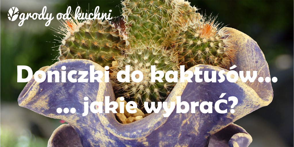 Doniczki do kaktusów – jakie&nbsp;wybrać?