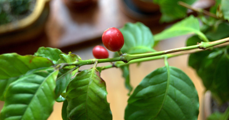 Kawa  – rodzaj egzotycznych&nbsp;roślin.