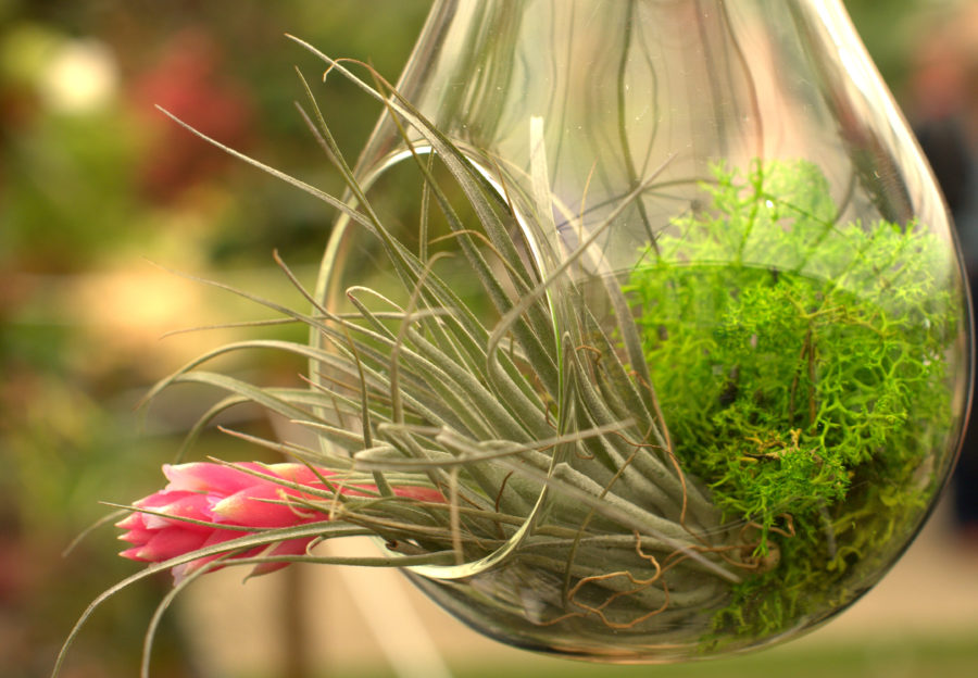 Tillandsia (Oplątwa) – pielęgnacja, rozmnażanie i&nbsp;zastosowanie.