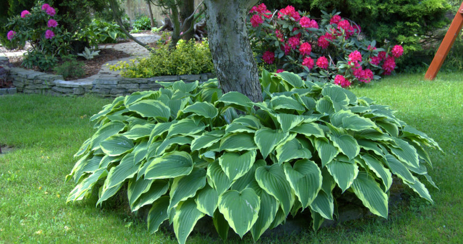 Kompozycje  roślin w ogrodzie – rośliny cebulowe i&nbsp;hosty