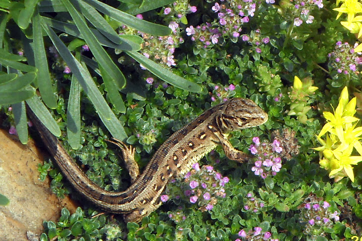 Jaszczurki w moim&nbsp;ogrodzie