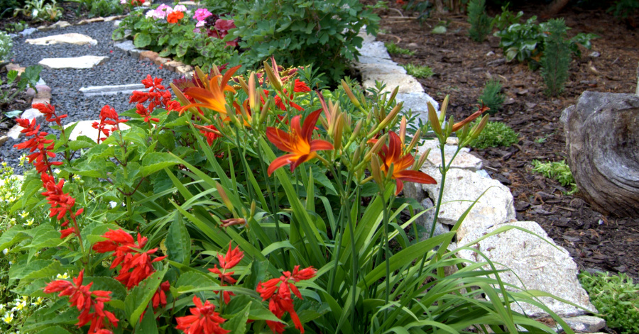 Liliowce (Liliales Perleb) – uprawa i&nbsp;zastosowanie