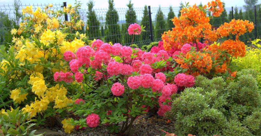 Azalie wielkokwiatowe – uprawa i&nbsp;zastosowanie.