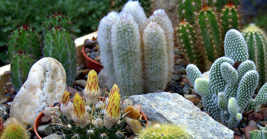 Espostoopsis dybowskii – uprawa i&nbsp;pielęgnacja.