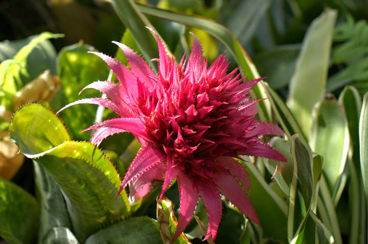 Bromelie –  piękne i  oryginalne rośliny&nbsp;doniczkowe.