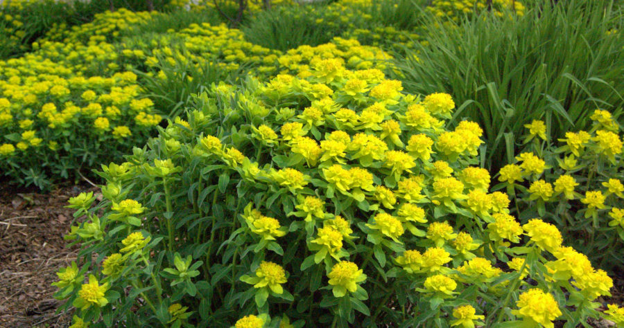 Wilczomlecz złocisty  – uprawa i&nbsp;zastosowanie.