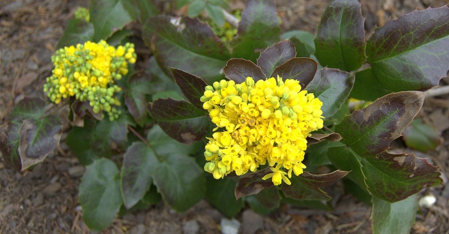 Mahonia pospolita – zastosowanie i&nbsp;uprawa.