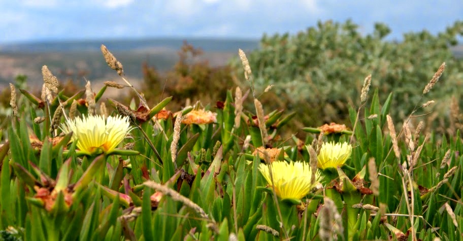 Karpobrot jadalny (Carpobrotus&nbsp;edulis)