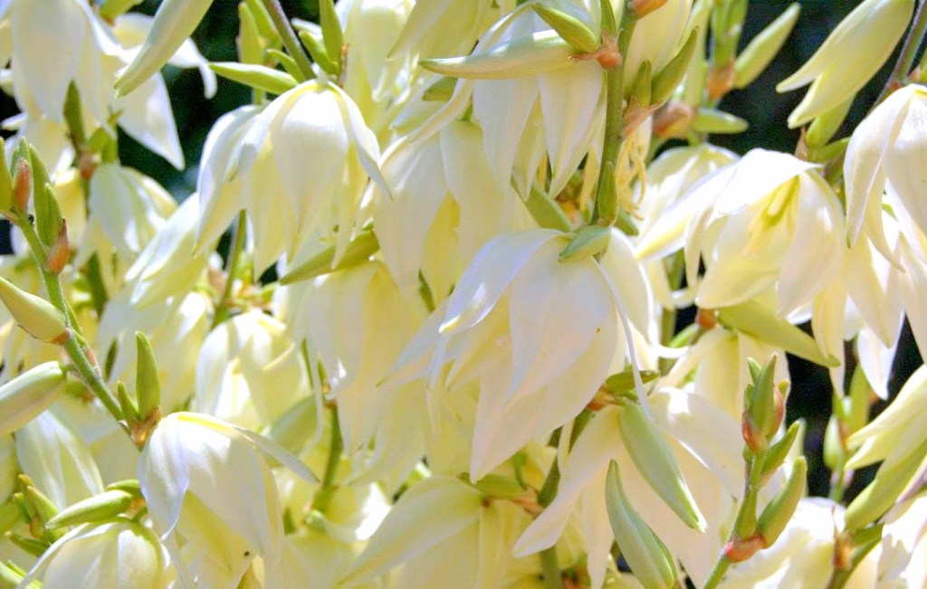 Juka ogrodowa  –  uprawa i&nbsp;pielęgnacja