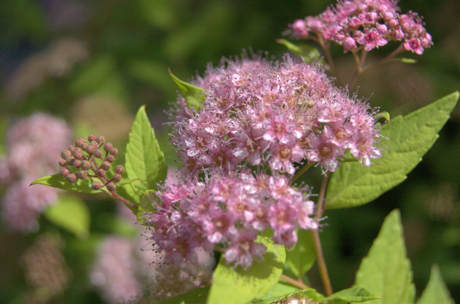 Tawuła  japońska „Golden&nbsp;Princess”