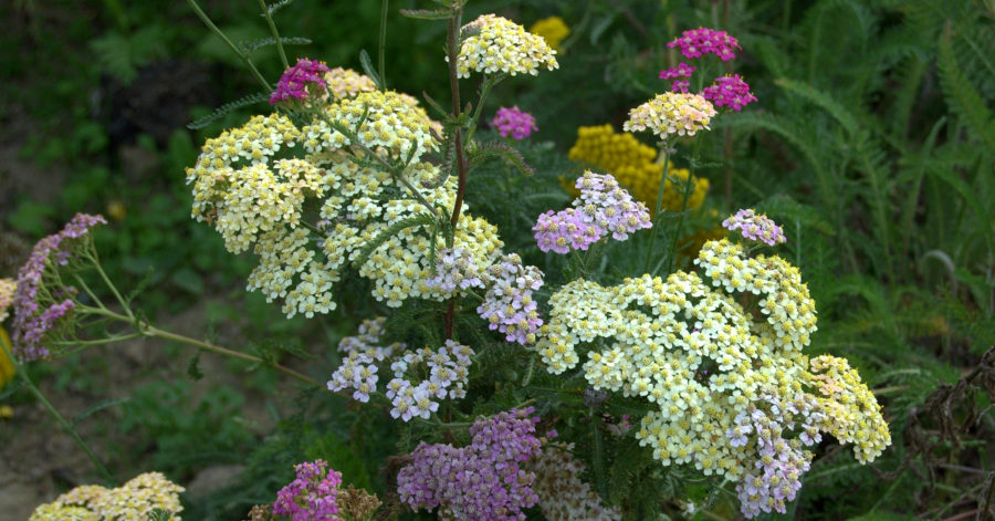 Krwawnik wiązówkowaty – uprawa i&nbsp;wymagania.