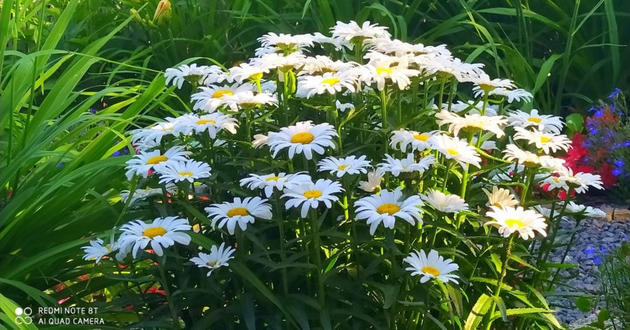 Złocienie – odmiany, uprawa,&nbsp;zastosowanie.