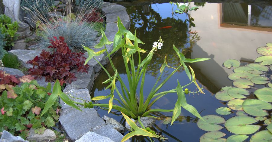 Rośliny wodne, nadwodne i&nbsp;bagienne.