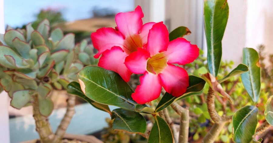 Adenium obesum (róża pustyni) – uprawa i&nbsp;pielęgnacja